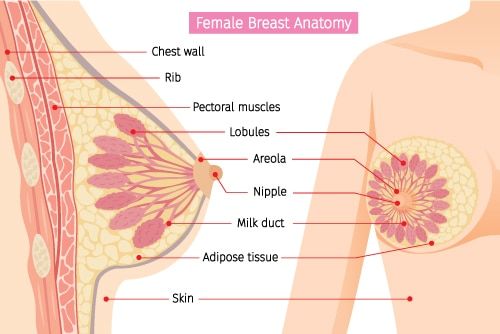 Breast Enhancement
